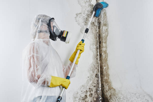 Best Attic Mold Removal  in Pleasant Gap, PA