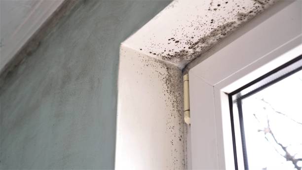 Best Certified Mold Removal  in Pleasant Gap, PA