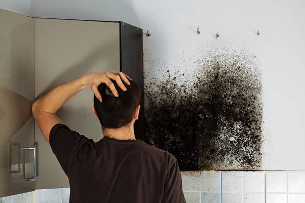 Best Black Mold Removal  in Pleasant Gap, PA