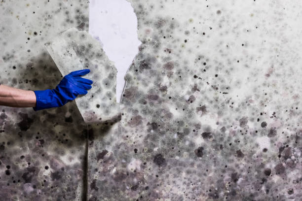 Best Local Mold Removal Service  in Pleasant Gap, PA