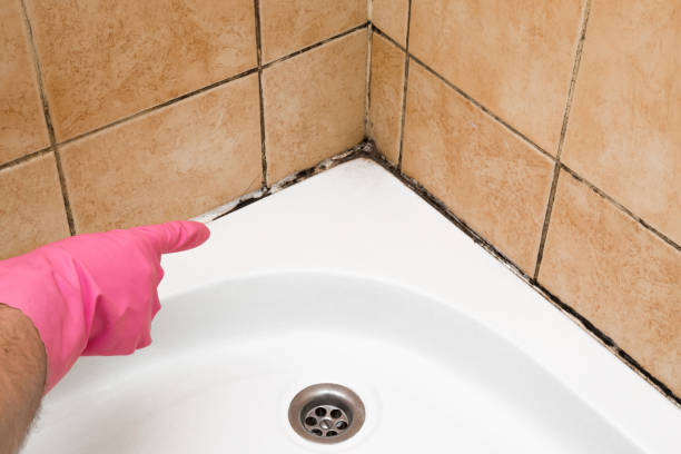 Certified Mold Removal in Pleasant Gap, PA