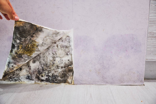 Best Home Mold Removal  in Pleasant Gap, PA